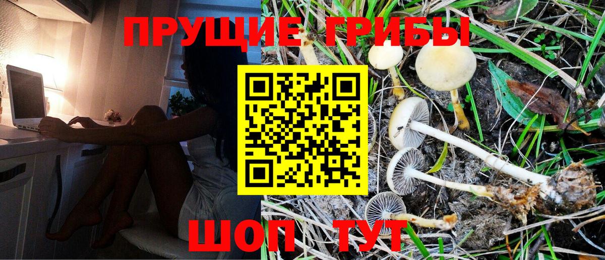Галлюциногенные грибы Cubensis Таганрог